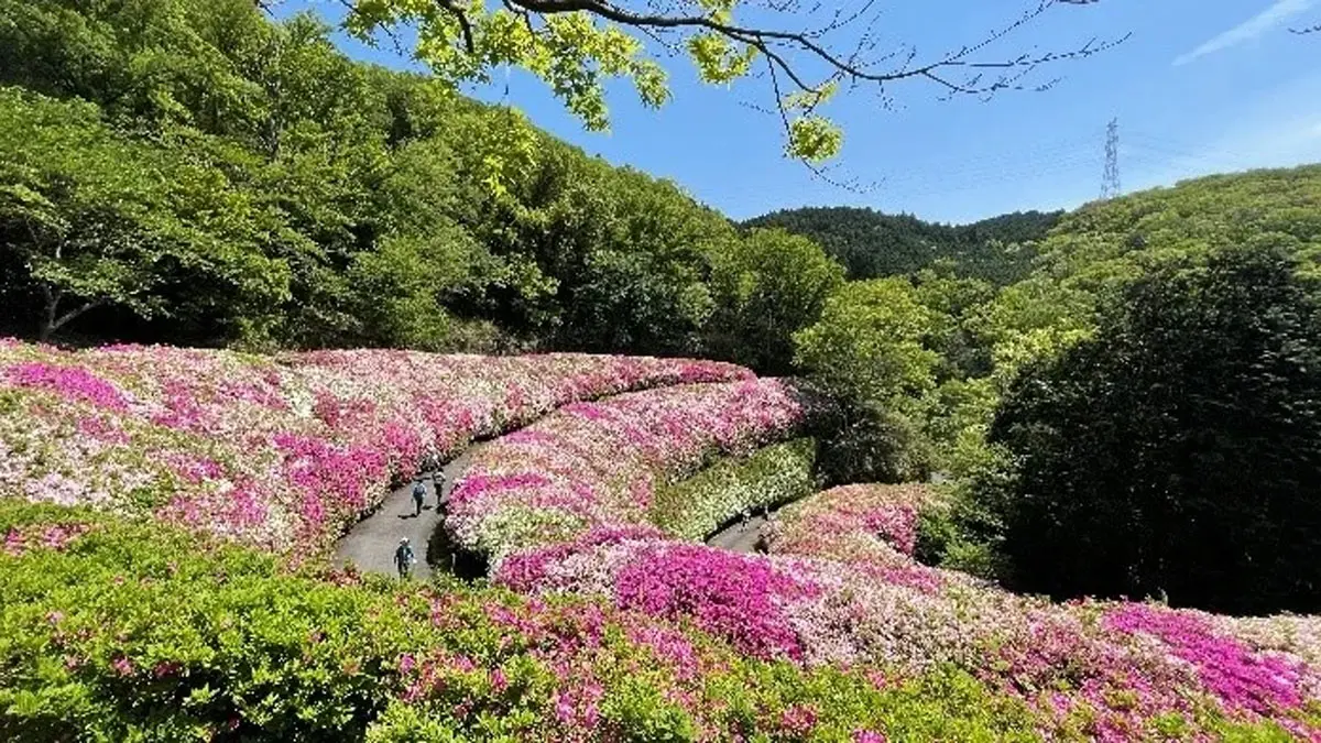 GWが見頃！東大阪・生駒山のつつじ園で色鮮やかな“ツツジロール