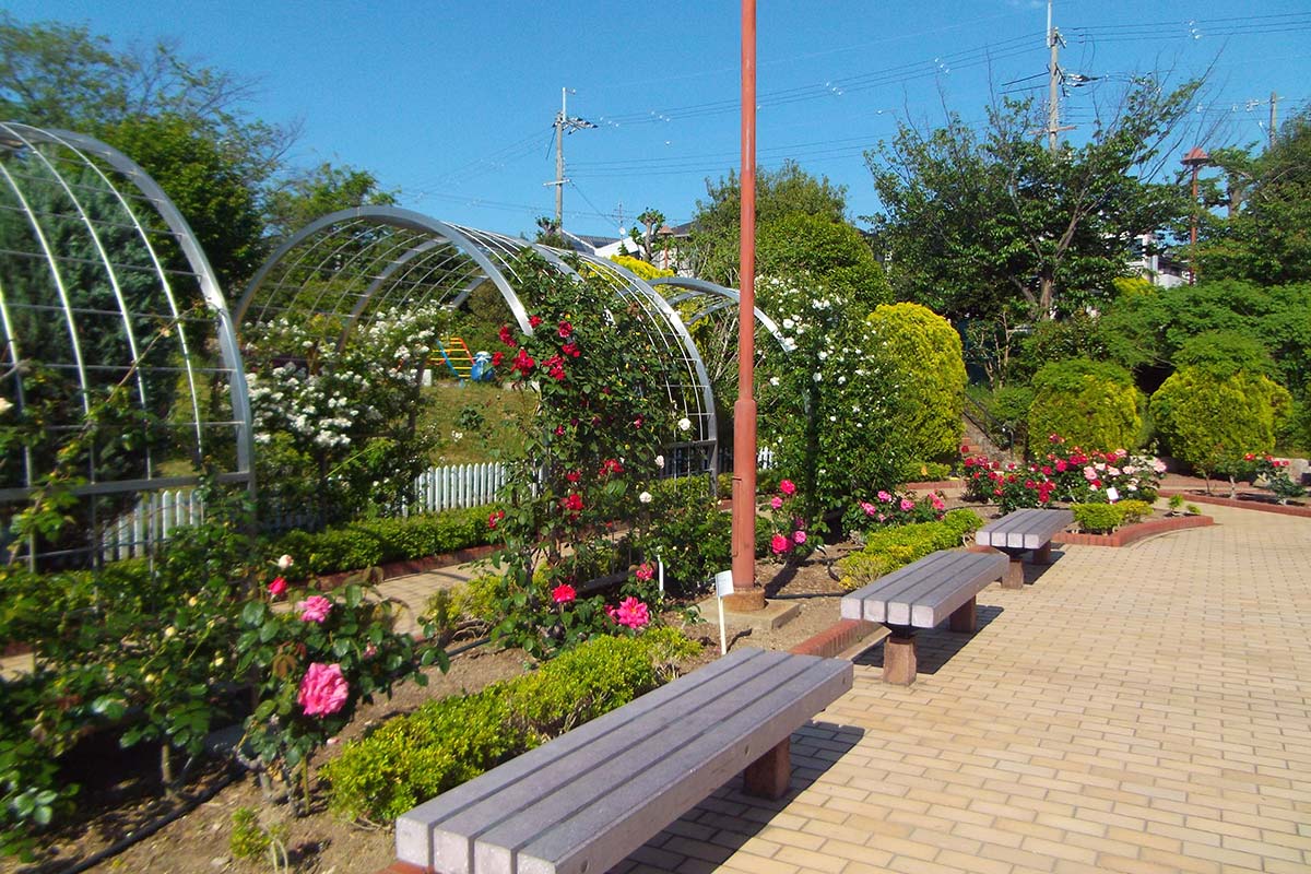 清谷池公園バラ園