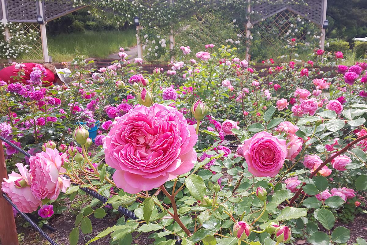 黒鳥山公園のピンクのバラ