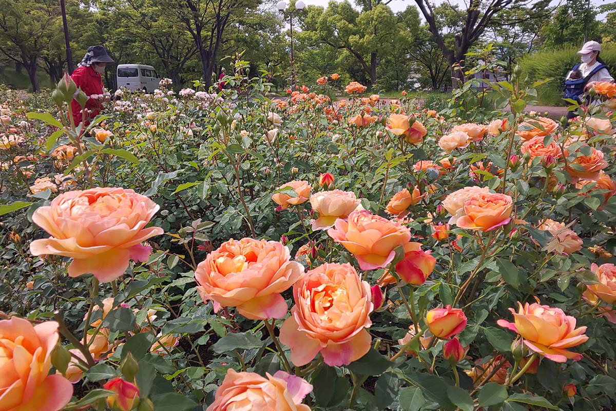 黒鳥山公園のオレンジのバラ