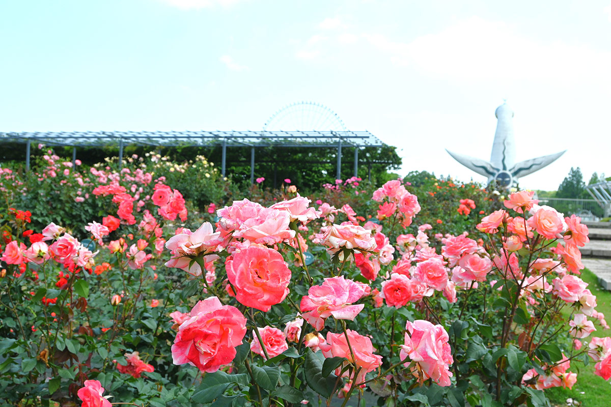 万博記念公園のバラ園と太陽の塔