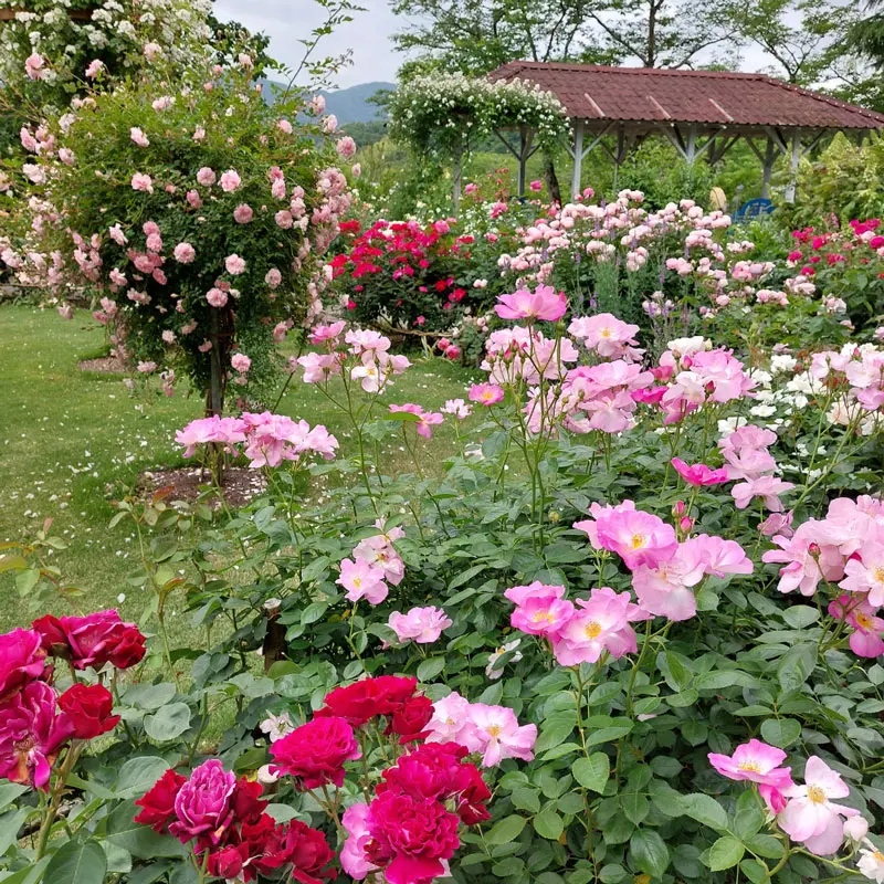 滋賀の絶景バラ園9選！見頃の大津・守山などおすすめ名所を厳選