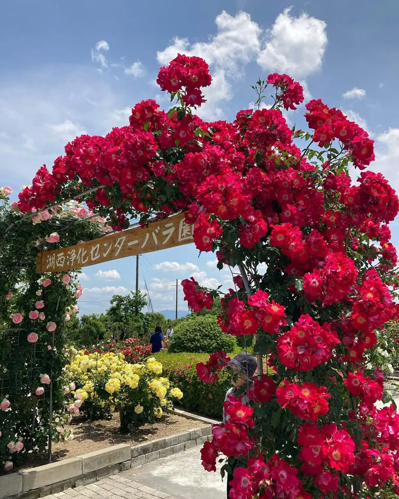 滋賀の絶景バラ園9選！見頃の大津・守山などおすすめ名所を厳選