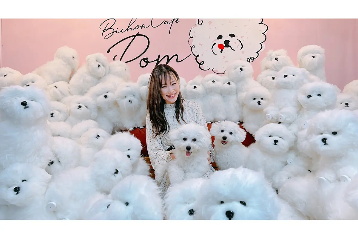 ブヒブヒ犬様。日本橋竺仙 華やかな綿縮 秋草に雪輪 広襟 奈良に“もふもふ天国”誕生！ビションフリーゼと触れ合える犬カフェ