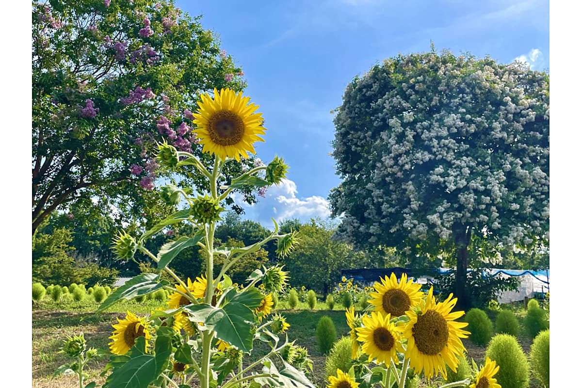ひまわりのある公園の風景