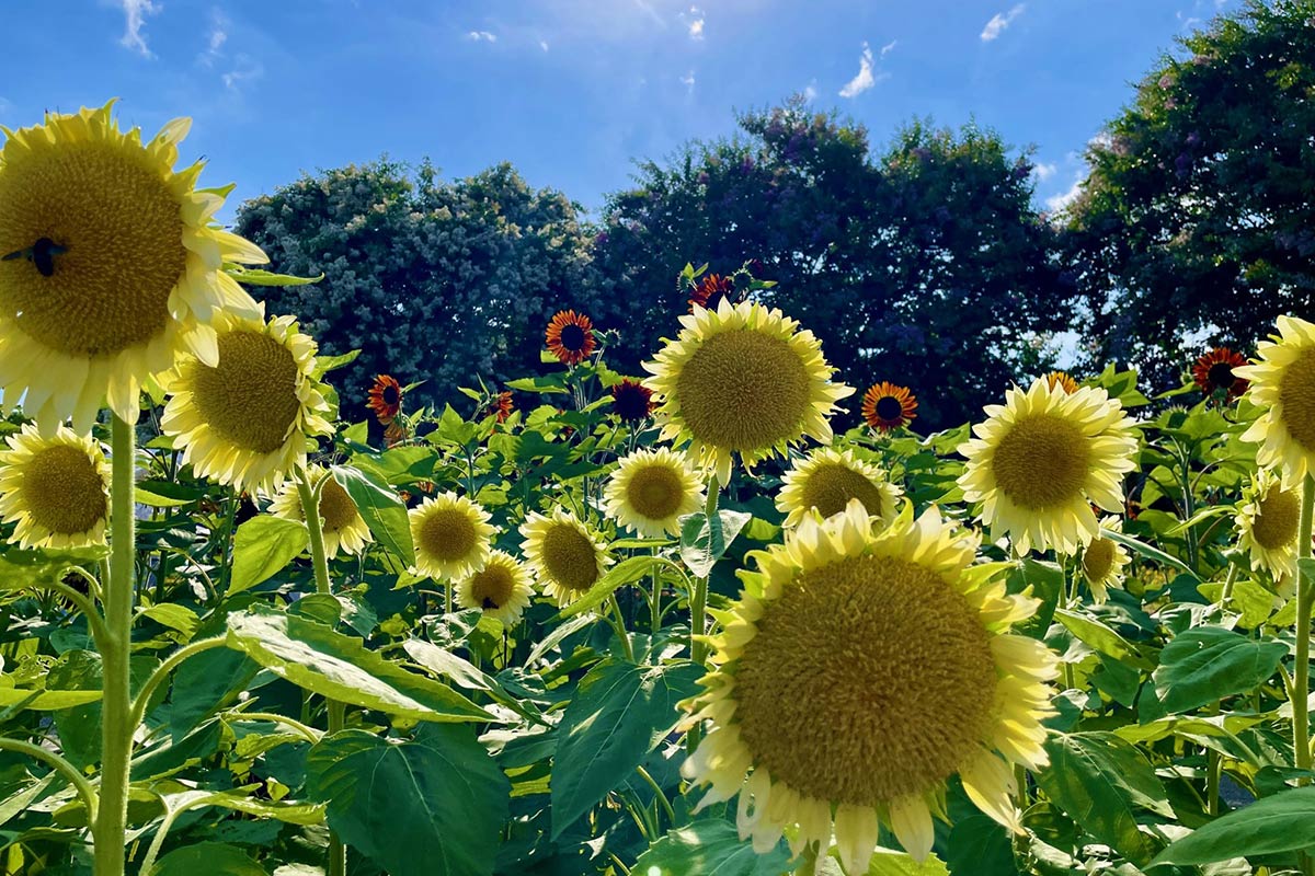 10万本のひまわりが咲く絶景！奈良・馬見丘陵公園であおぞらマルシェ開催