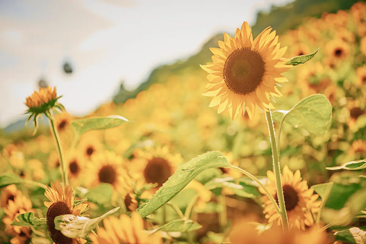 ひまわり Amazon｜Factory Direct Craft イエロー 人工ひまわりの茎｜造花