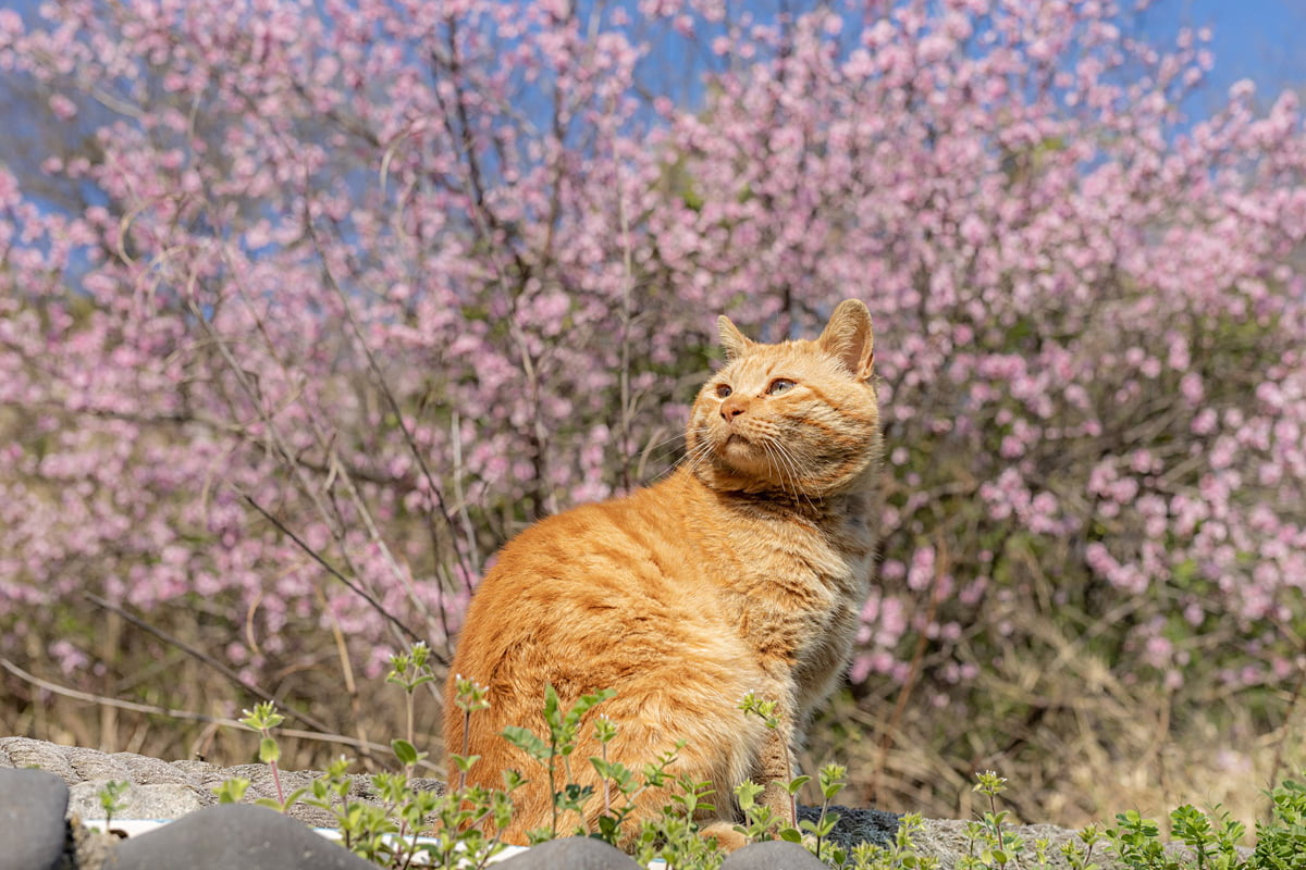 大阪初開催！昭和レトロ空間で癒される猫写真展「ニャン都物語2025」