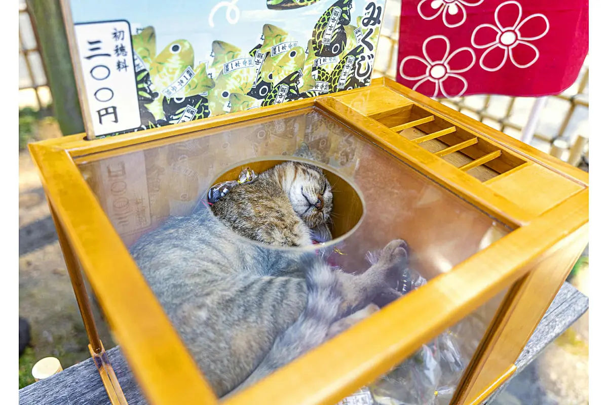 大阪初開催！昭和レトロ空間で癒される猫写真展「ニャン都物語2025