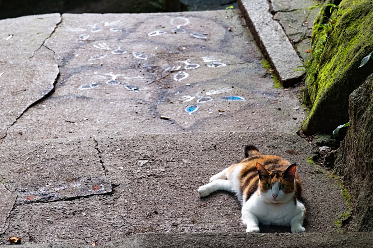 月亮猫の作品