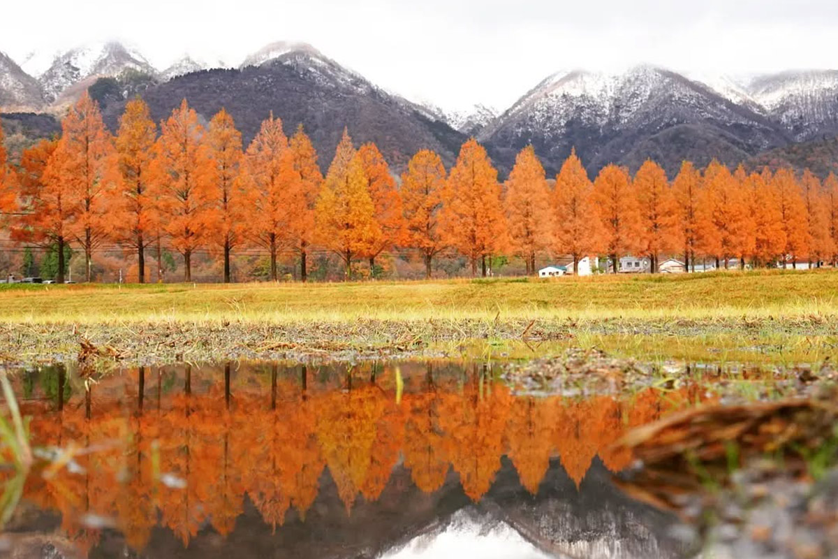 紅葉のメタセコイア並木