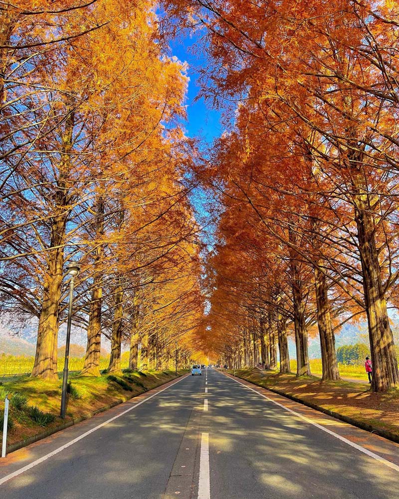 紅葉シーズンのメタセコイア並木
