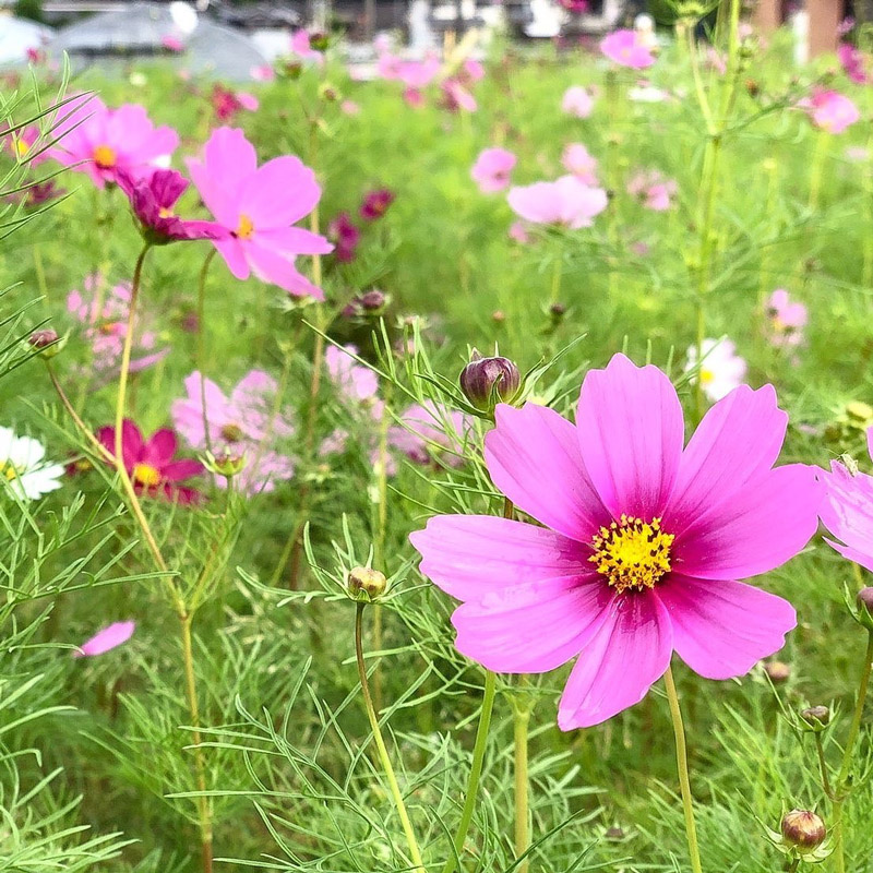 明日香村のコスモス