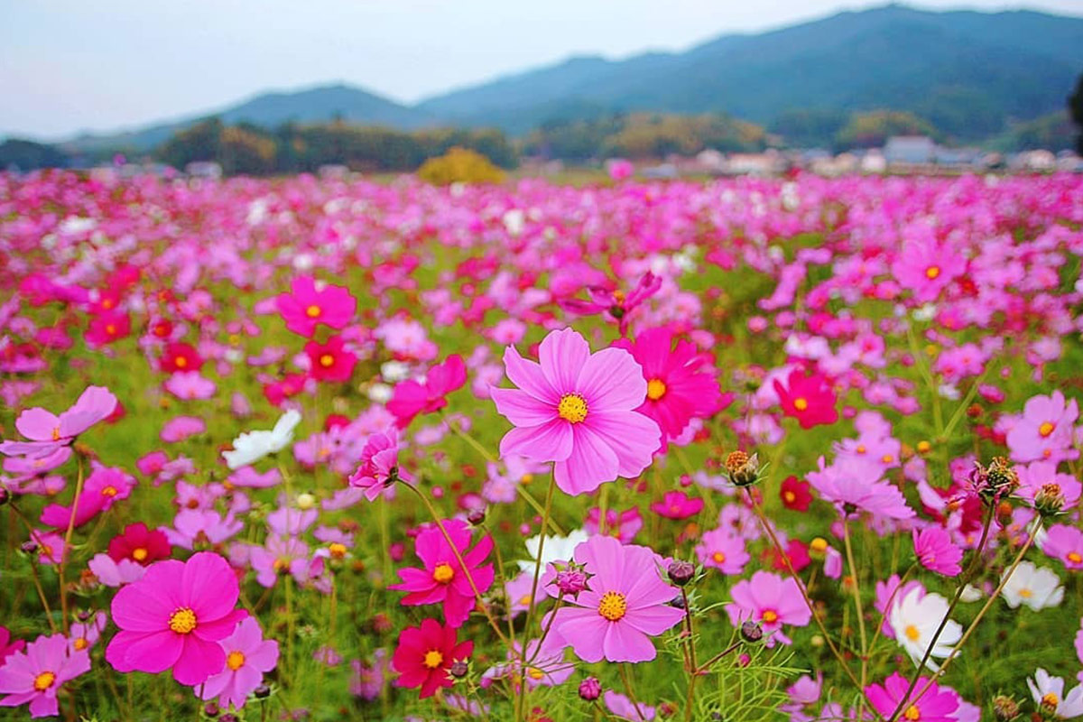 明日香村のコスモス畑