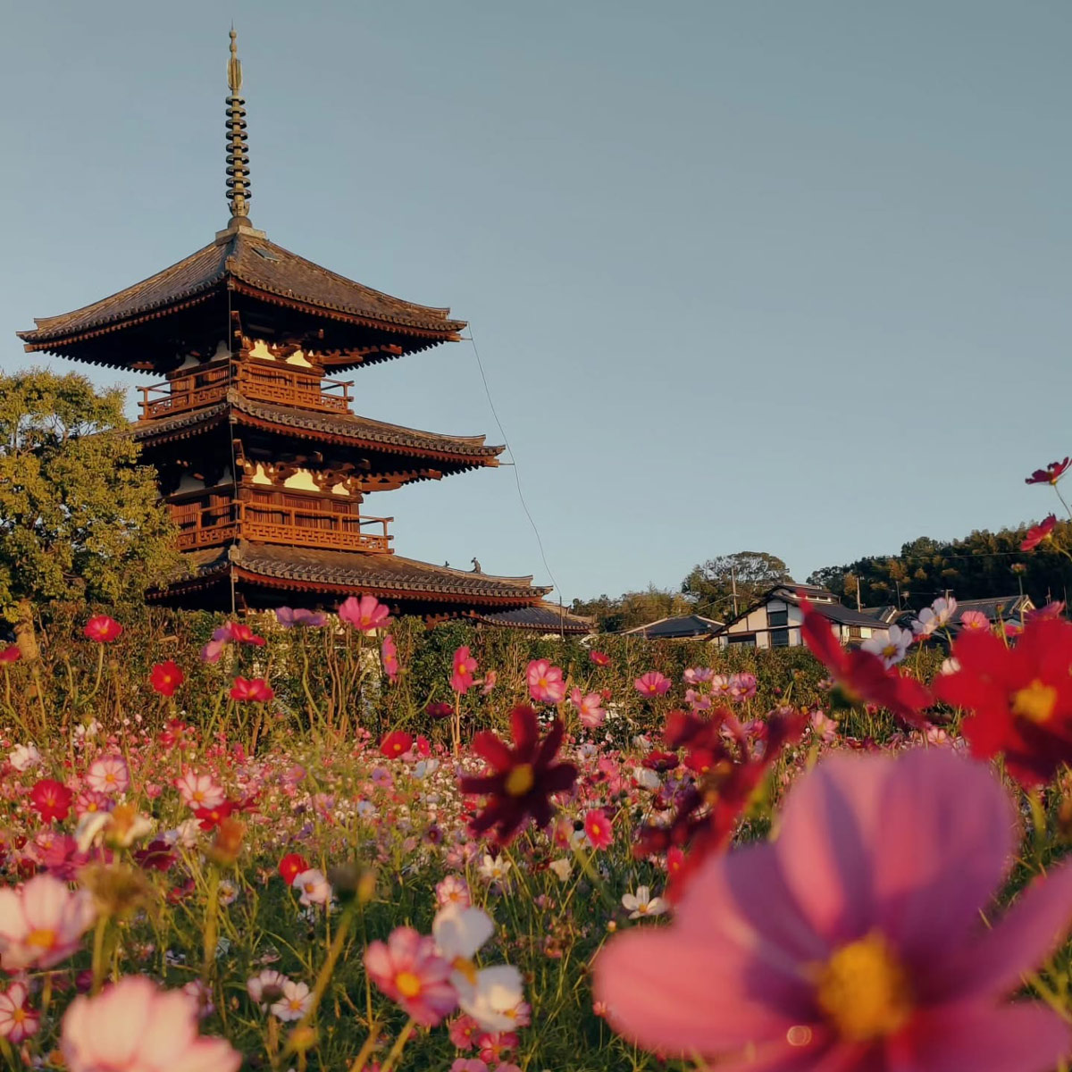 法起寺とコスモス