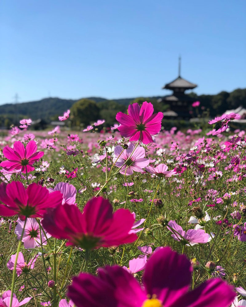 法起寺とコスモス畑