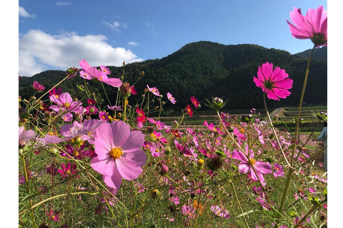 阪原町のコスモス祭