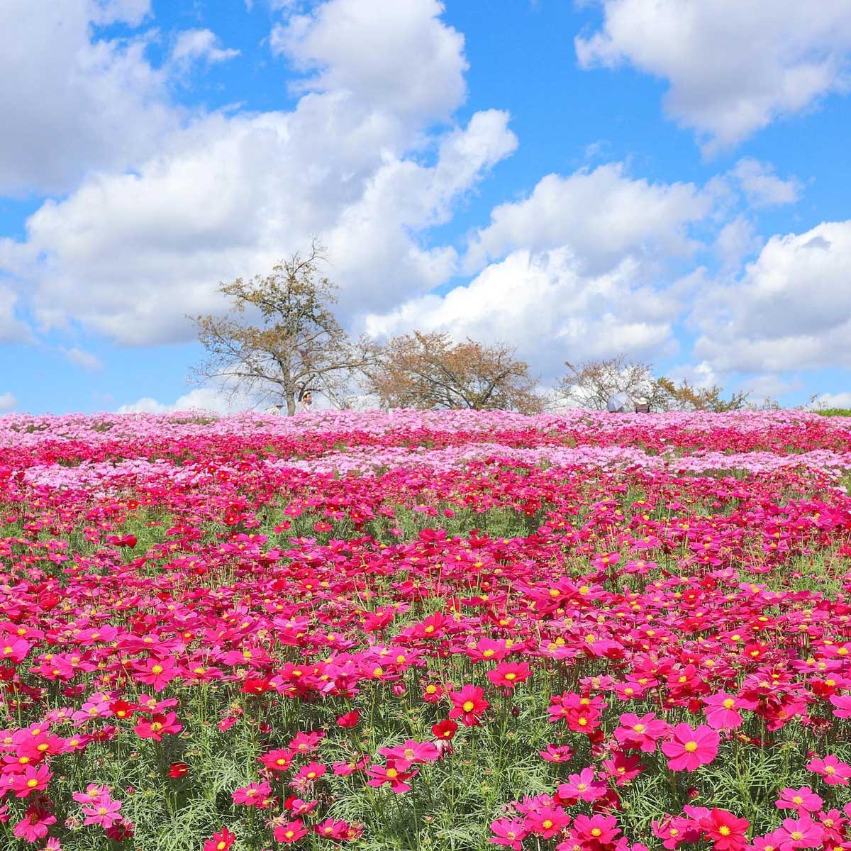 馬見丘陵公園のコスモス