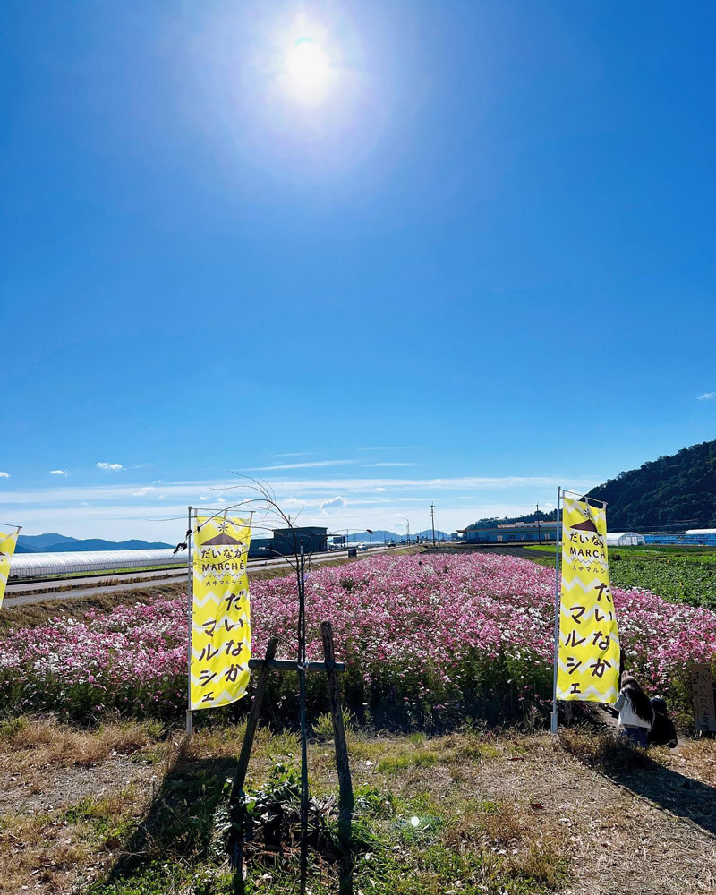 大中グリーン工房のコスモス畑
