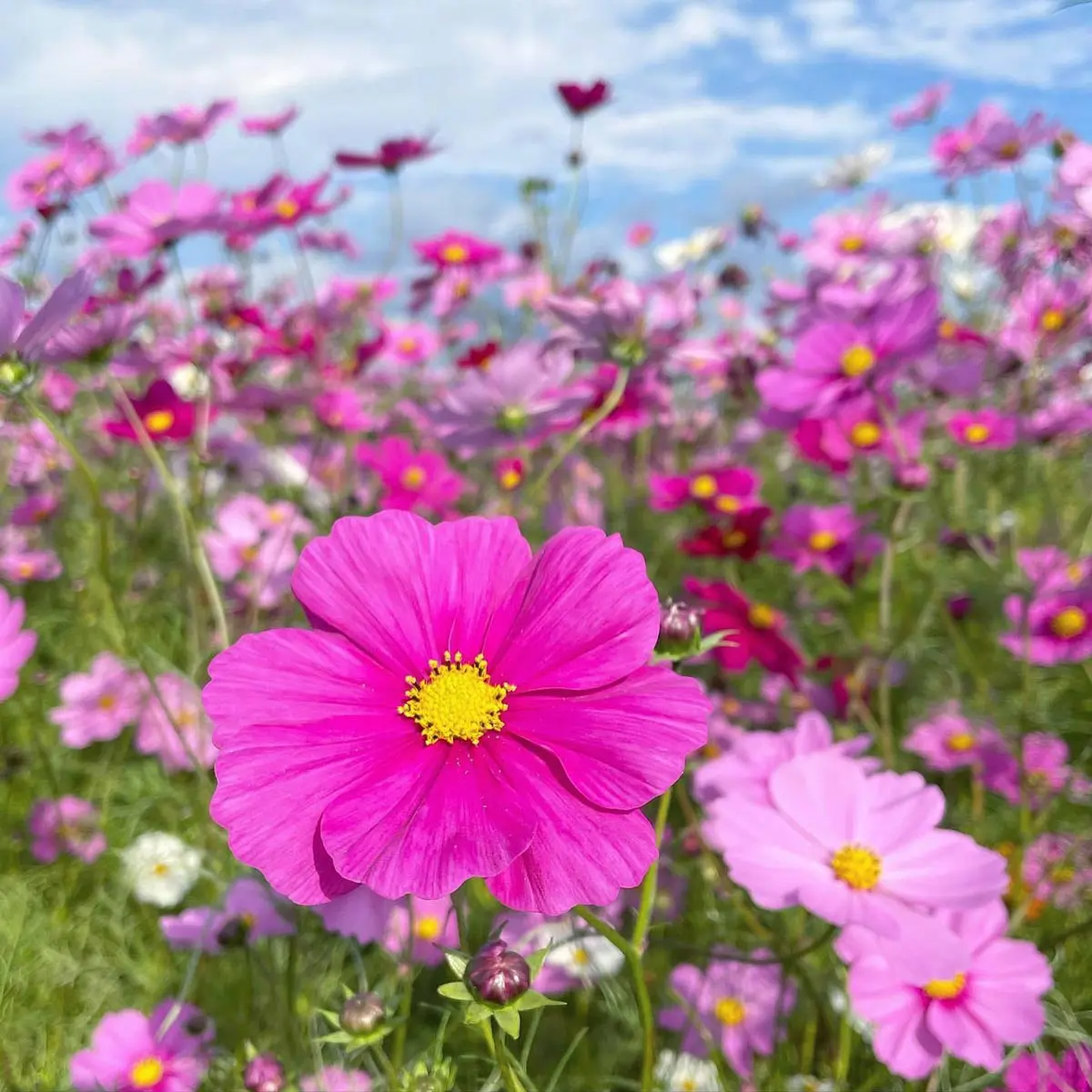 2025年】滋賀のコスモス畑13選！見頃や名所＆穴場スポットまとめ