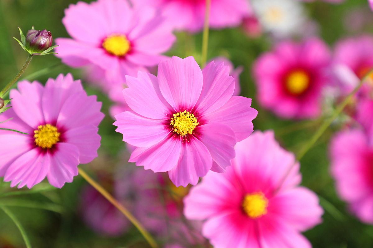 コスモスの花