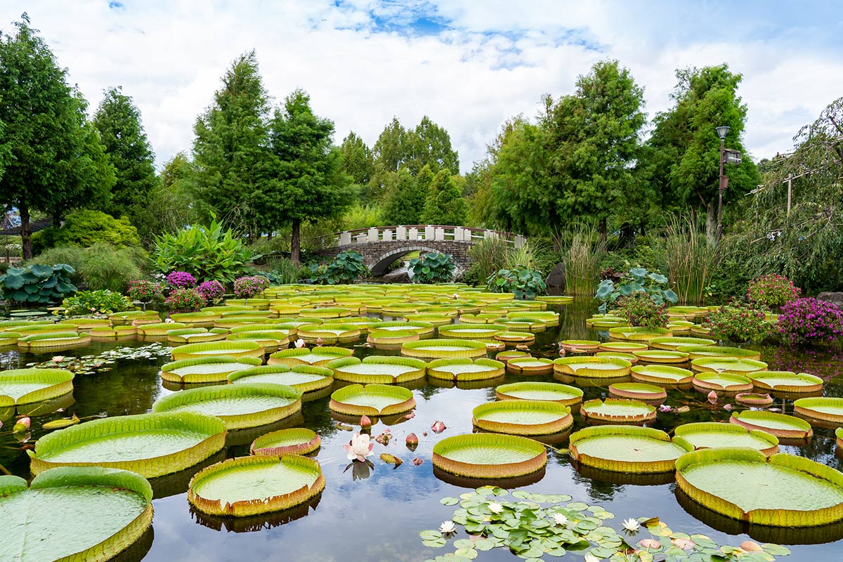 草津市立水生植物公園みずの森