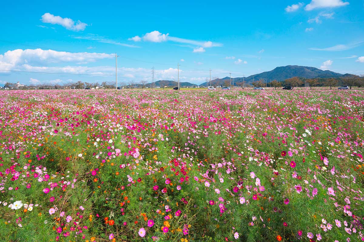 野田町コスモス畑