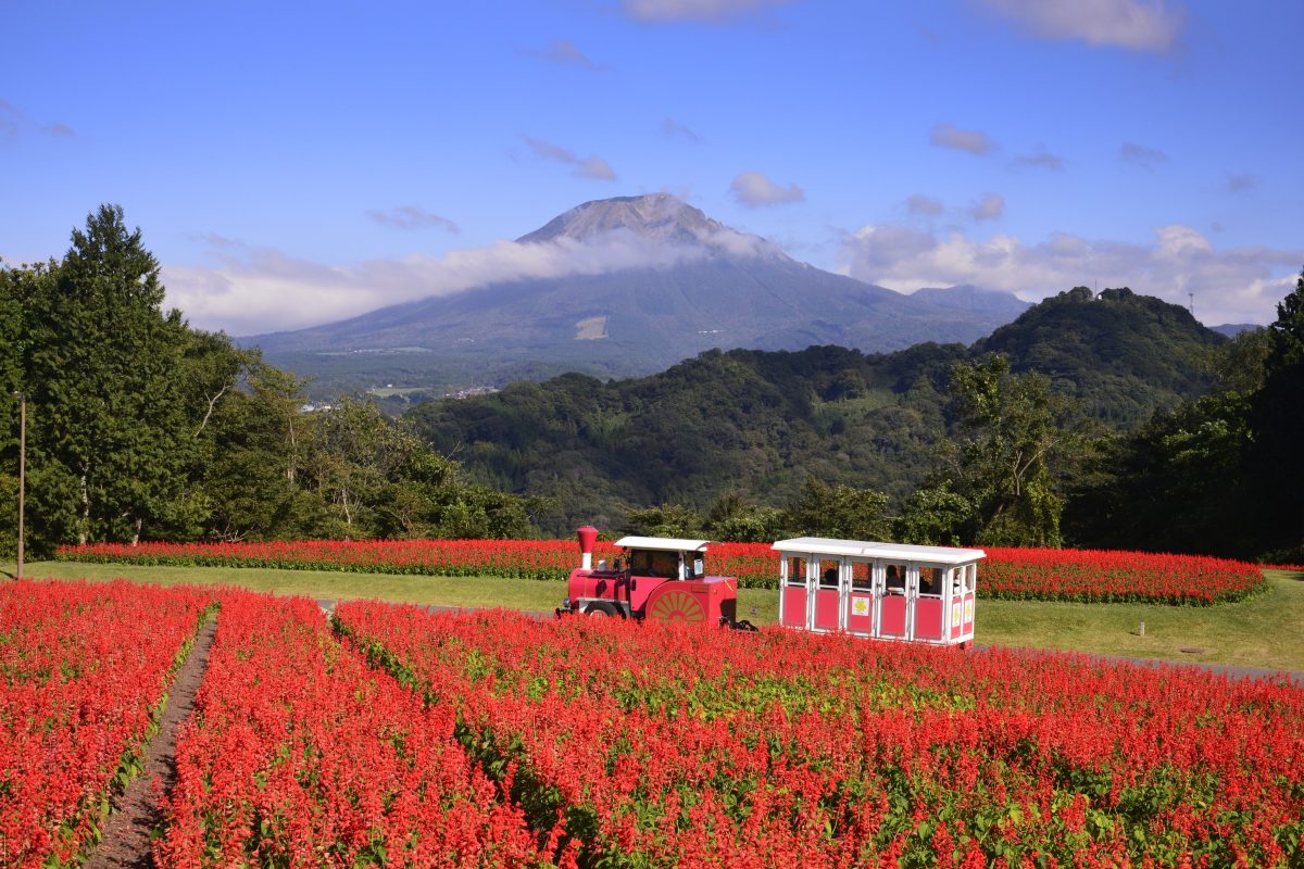 秋のとっとり花回廊