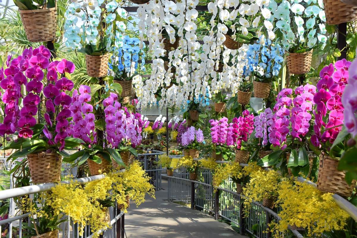 とっとり花回廊のらんまつり