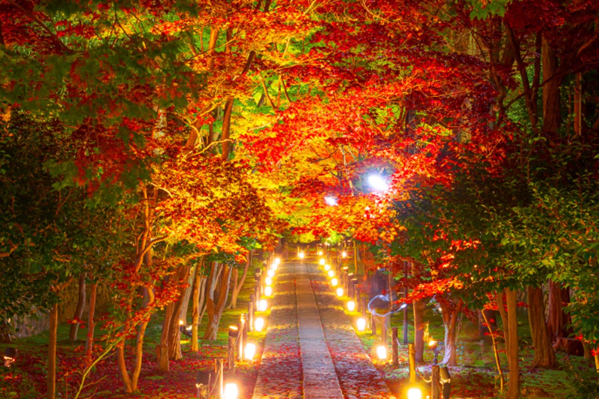 京都・鹿王院で夜の紅葉ライトアップ！11月から特別拝観開催