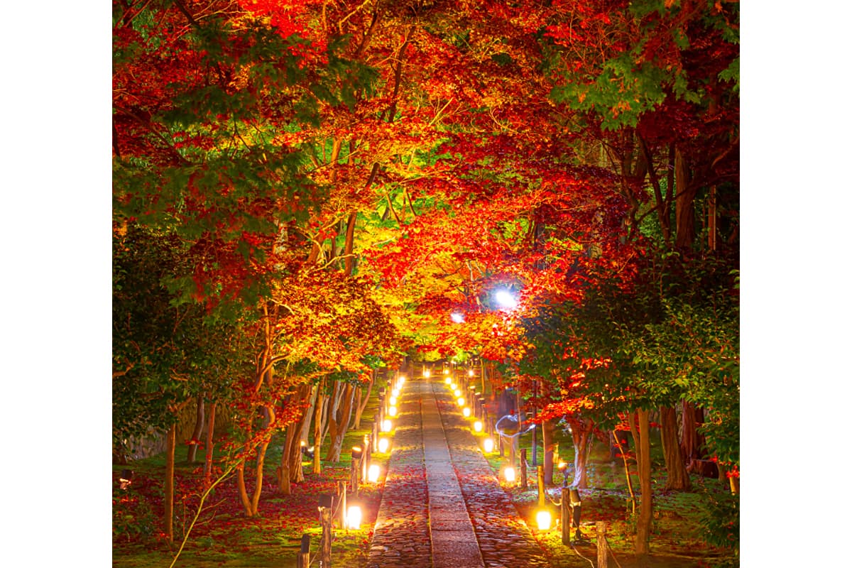 ライトアップされた鹿王院参道