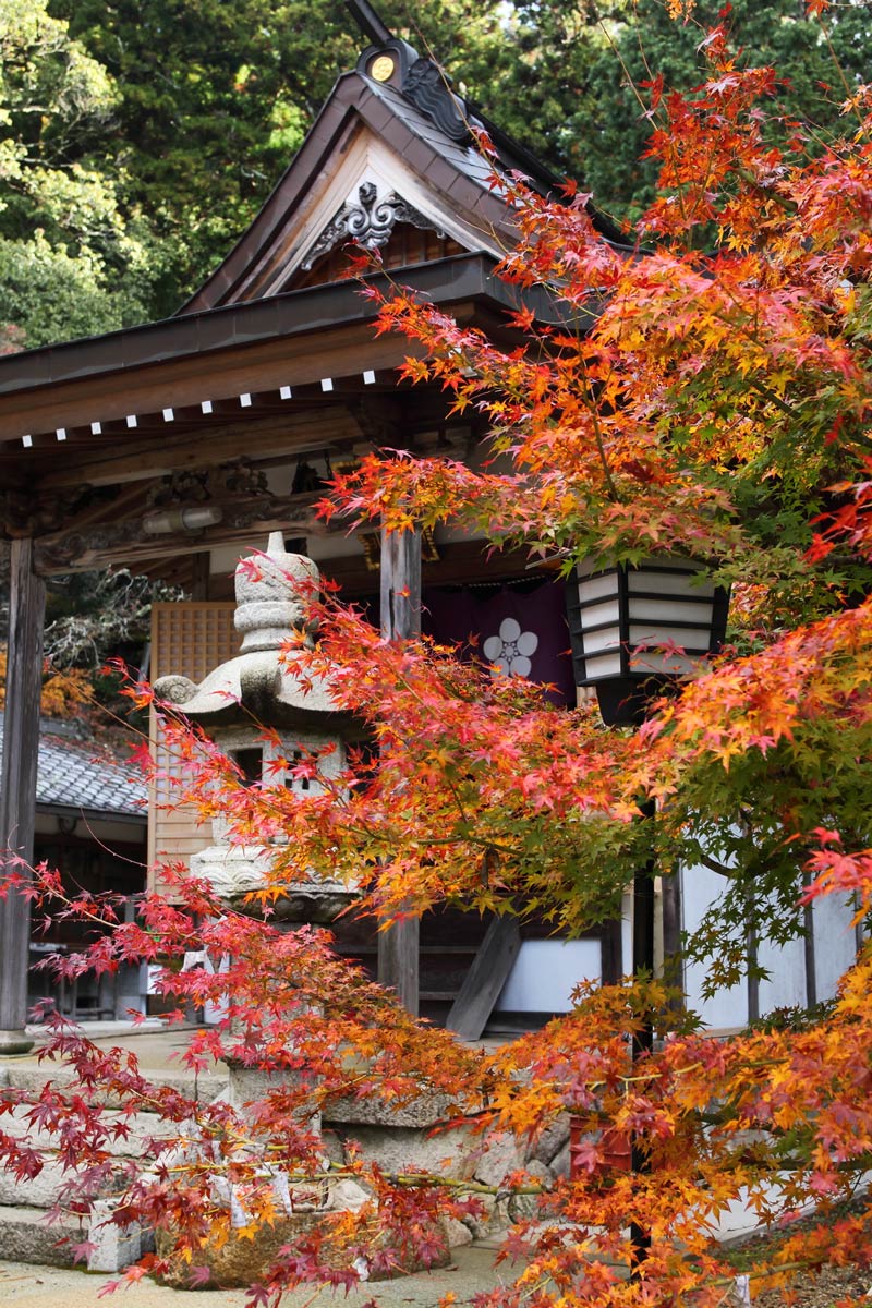 真如寺の紅葉