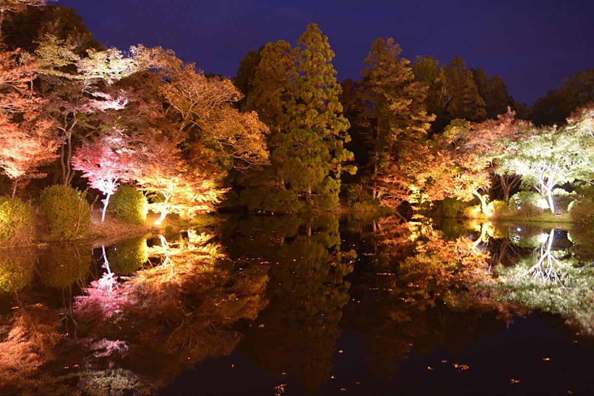 夜の紅葉が輝く！京都府立植物園で幻想的ライトアップ＆光のアート体験