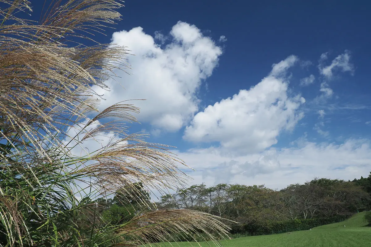 奈良のすすき絶景6選！曽爾高原や葛城山など秋に行きたい名所まとめ 