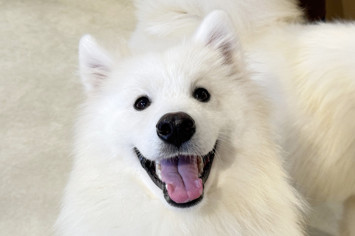 【心斎橋】サモエドカフェmoffu関西初登場！もふもふ体験で癒しの時間