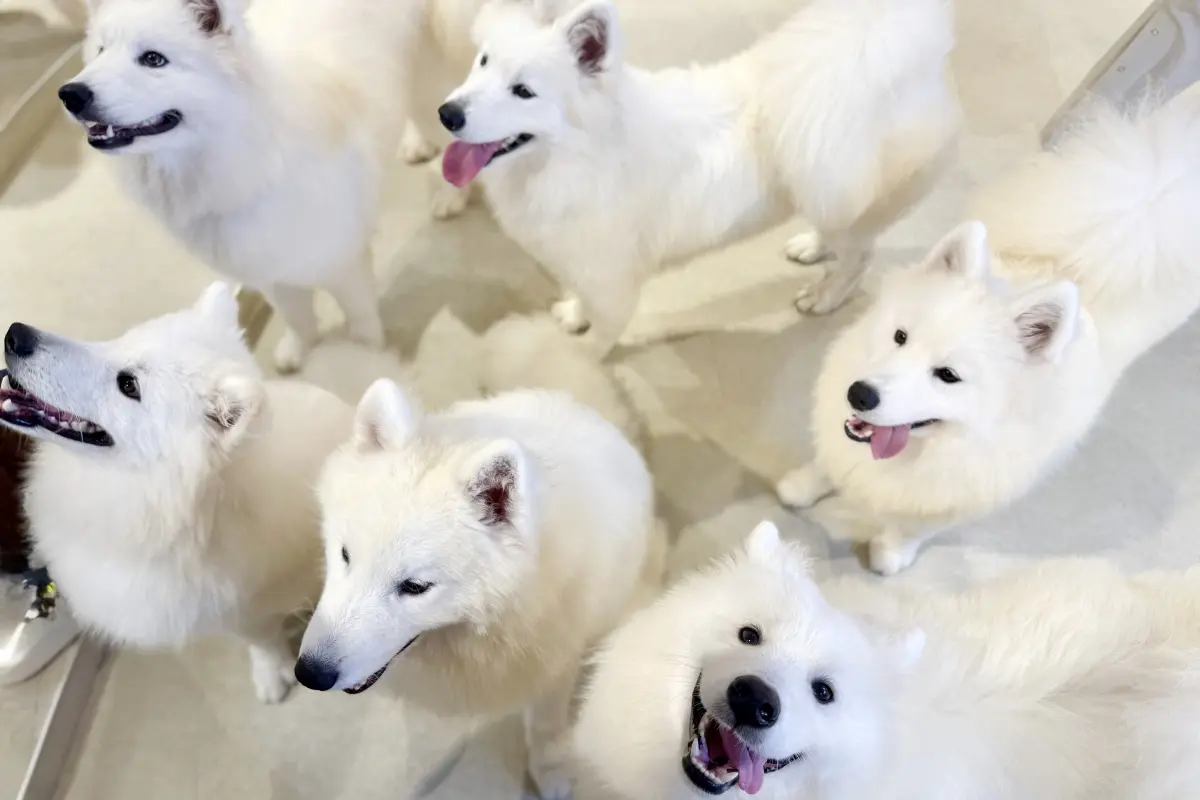 「サモエドカフェmoffu 大阪心斎橋店」のサモエドたち