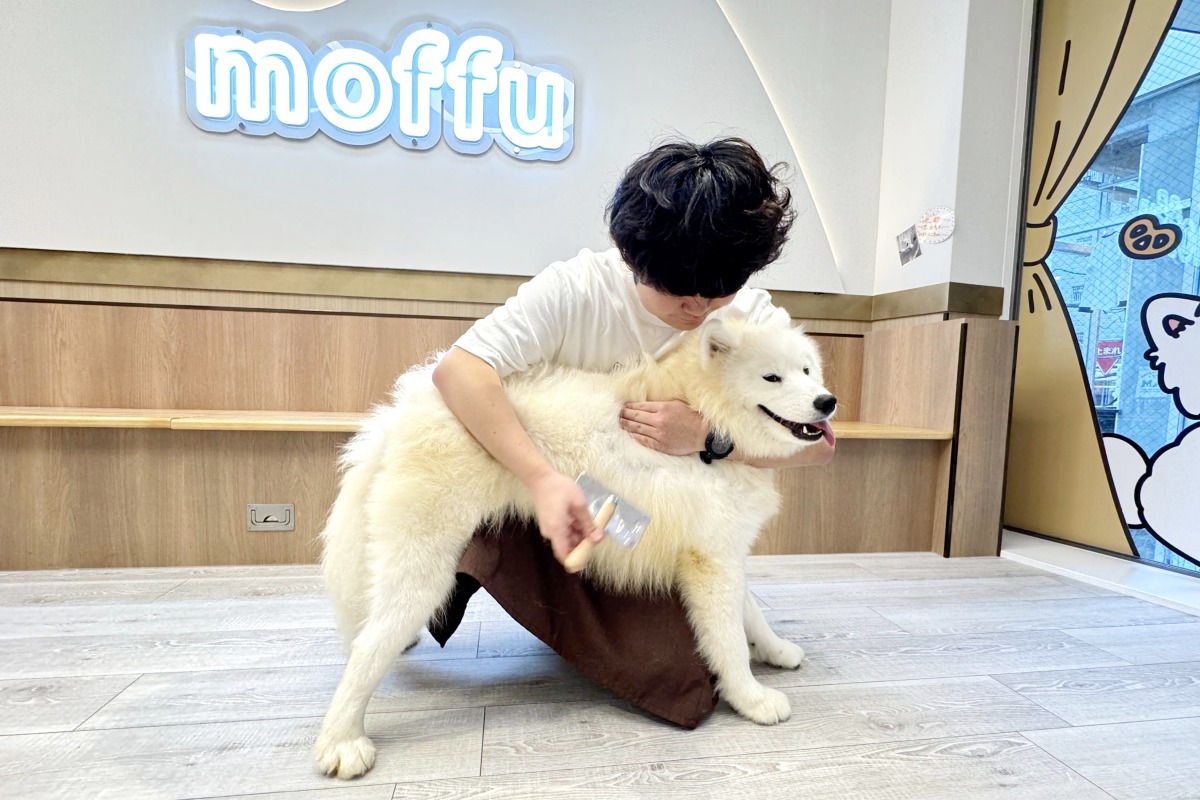 大阪心斎橋のサモエドカフェでブラッシングをする男性スタッフ