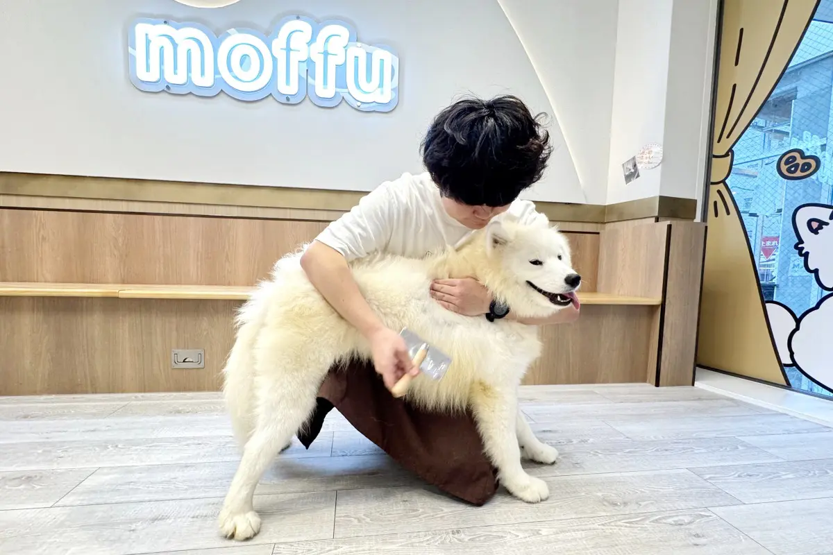 大阪心斎橋のサモエドカフェでブラッシングをする男性スタッフ