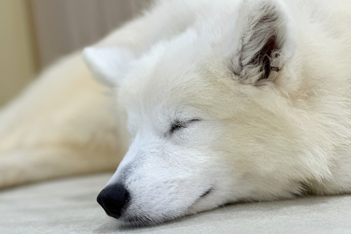 すやすや眠るサモエド