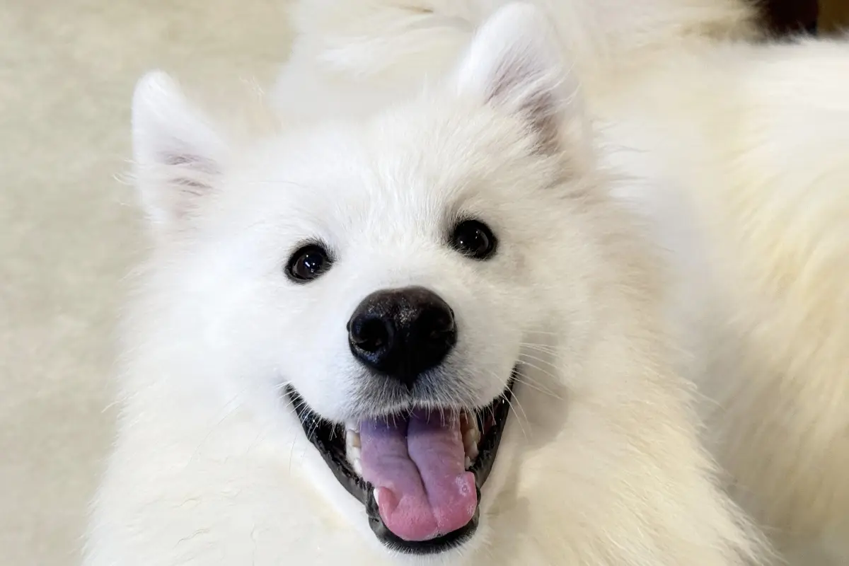 大阪心斎橋のサモエドカフェのサモエドスマイル