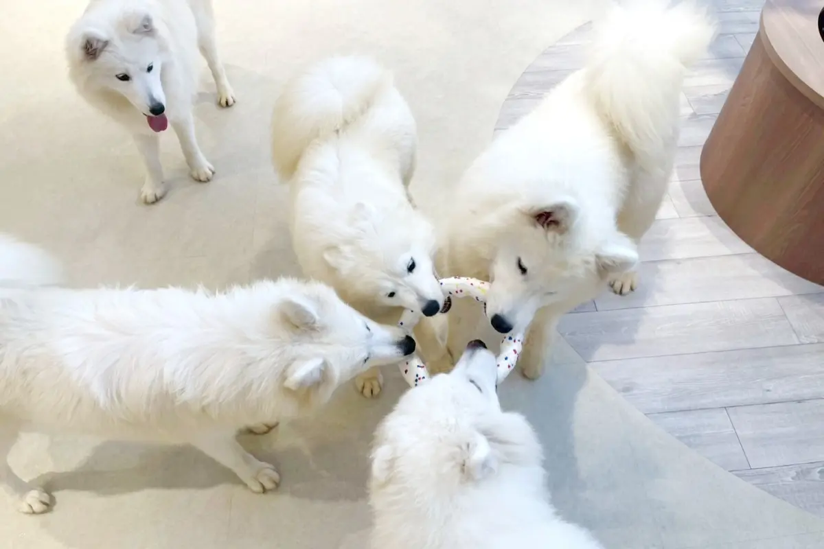 おもちゃの引っ張り合いをするサモエドたち