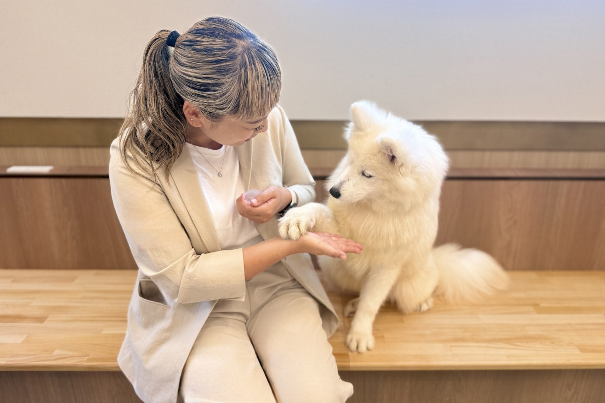 お手でおやつをおねだりするサモエド