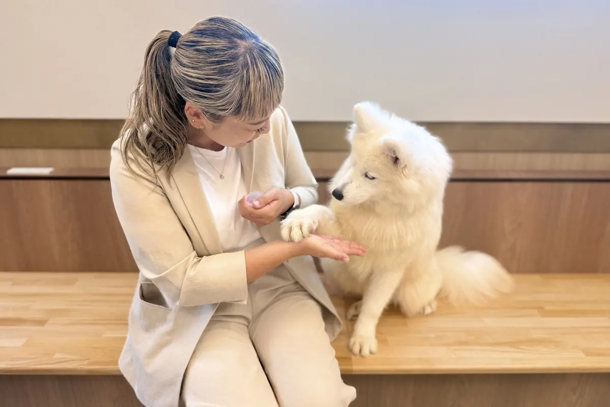 お手でおやつをおねだりするサモエド