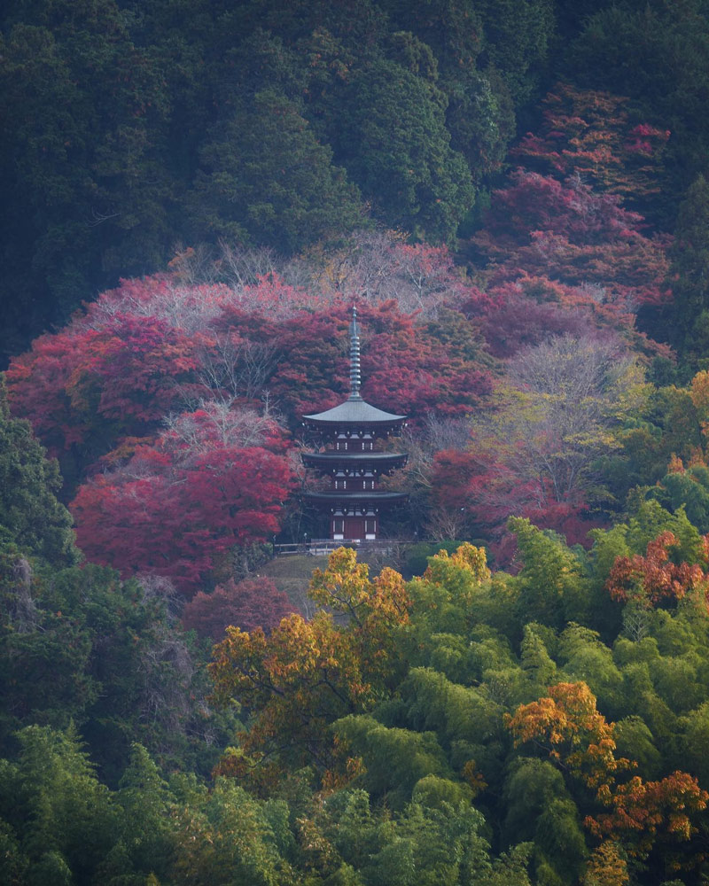 岡寺と紅葉