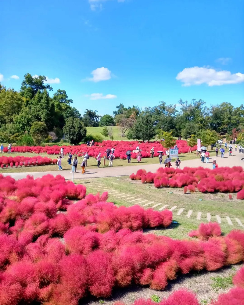 馬見丘陵公園の真っ赤なコキア