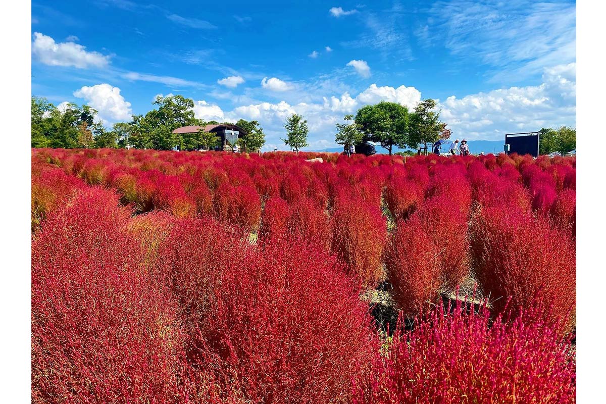 馬見丘陵公園のコキア