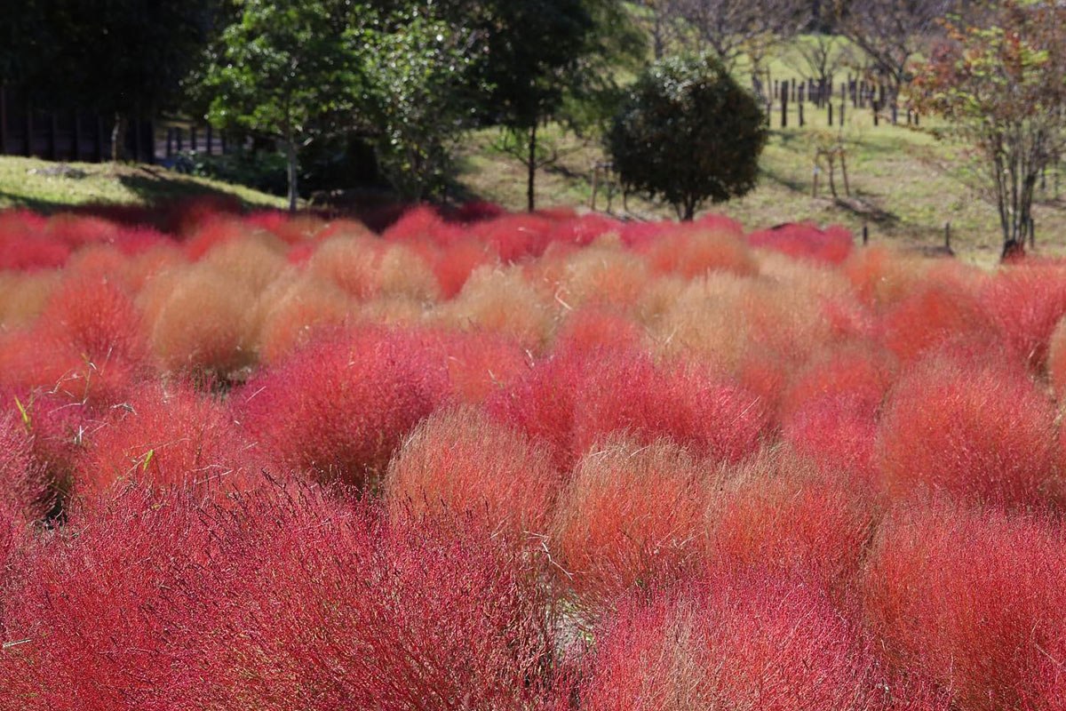 馬見丘陵公園の色づくコキア
