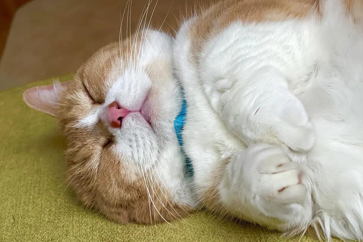 SNSで人気のスター猫たちが集結！話題の「ねこ休み展」がルクア大阪に