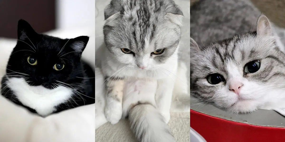 SNSで人気のスター猫たちが集結！話題の「ねこ休み展」がルクア大阪に