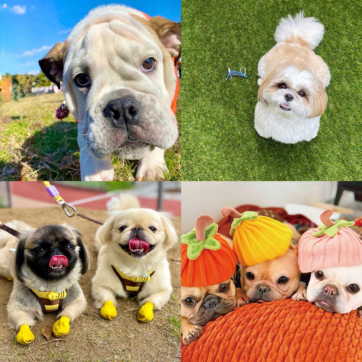 鼻ぺちゃ犬たち